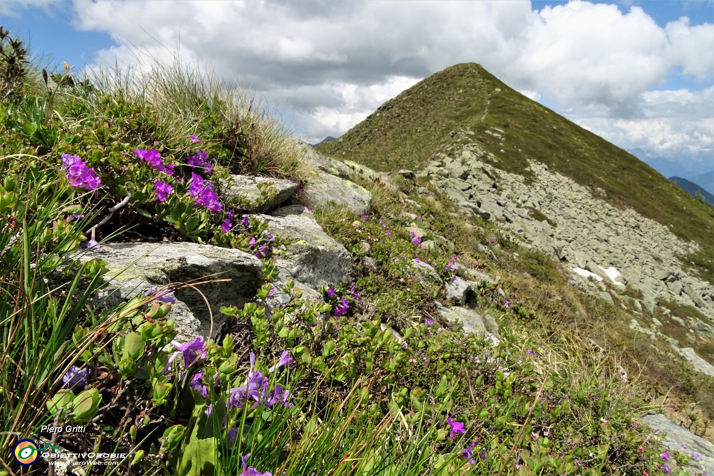 73 Estese fioriture di primula irsuta anche sull'anticima.JPG